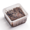 Springschwnze Dose  - Folsomia spec. (Futterinsekten)...
