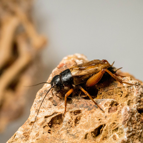 Zweifleckgrillen - Gryllus bimaculatus (Futterinsekten)