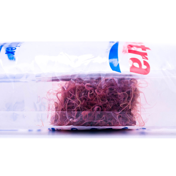 Tubifex 45ml (Lebendfutter) Vorbestellung/Reservierung