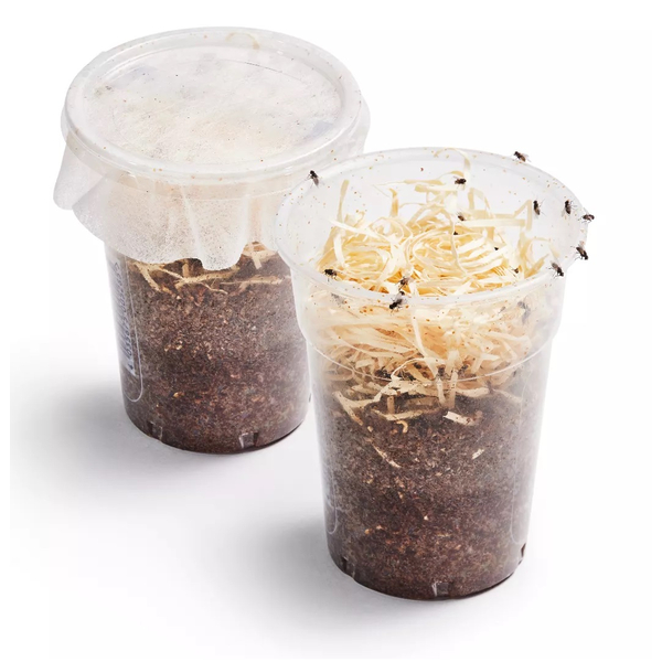 Terfly 500ml Zuchtansatz (Krullfliege) - Musca domestica (Futterinsekten) Reservierung/Vorbestellung