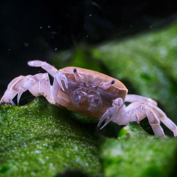 Potamocypoda pugil - Unterwasser Zwergkrabbe Ghost