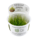 Taxiphyllum barbieri Bogor Moss - Javamoos In-Vitro...