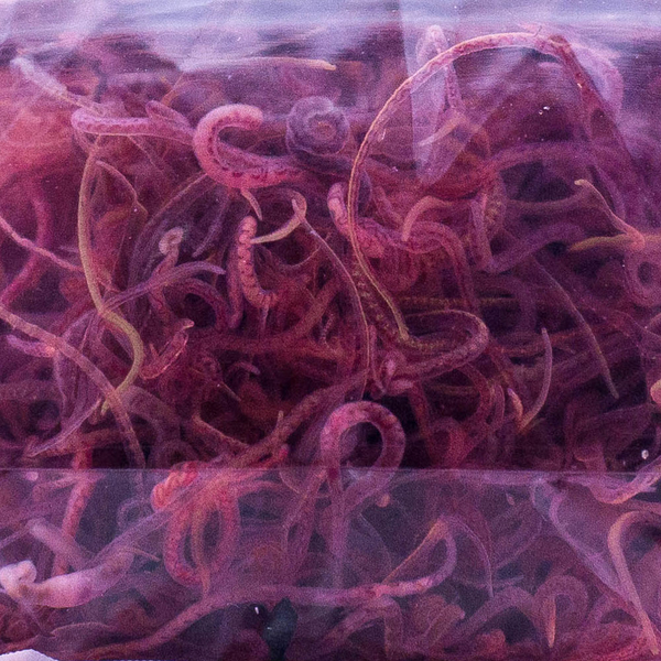 Amtra Tubifex 80ml (Lebendfutter)