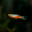 Poecilia Wingei  Cardinalis - Endler Guppy