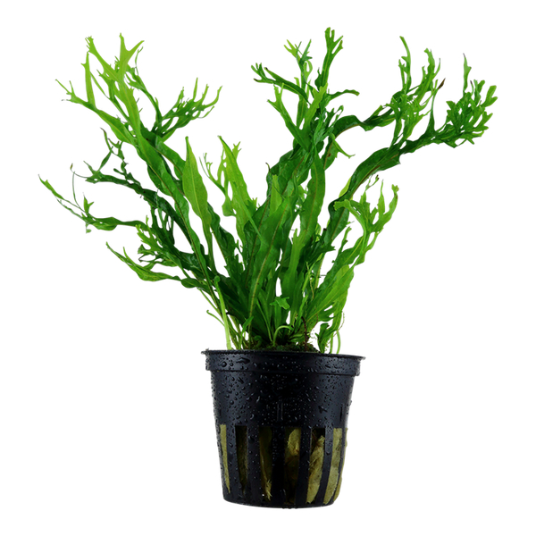Microsorum Pteropus Windelov Portion