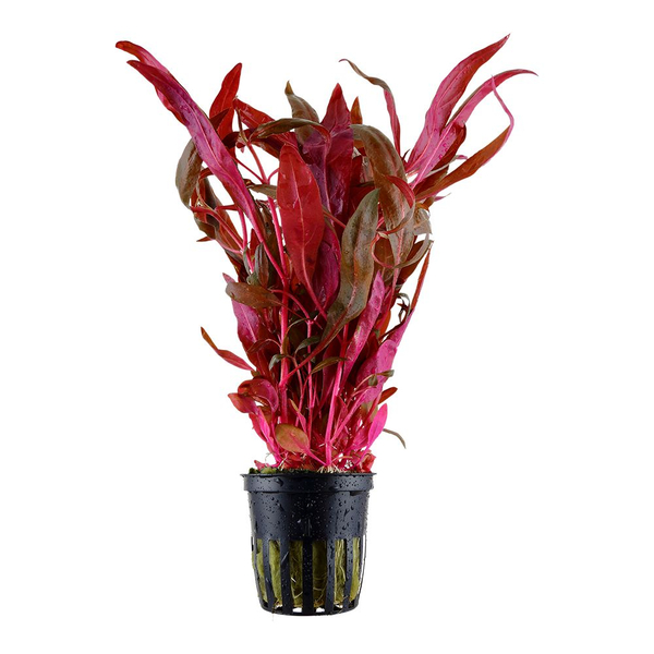 Alternanthera reineckii Rosaefolia Pink - Rosa Papageienblatt