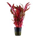 Alternanthera reineckii Pink im Topf von Tropica