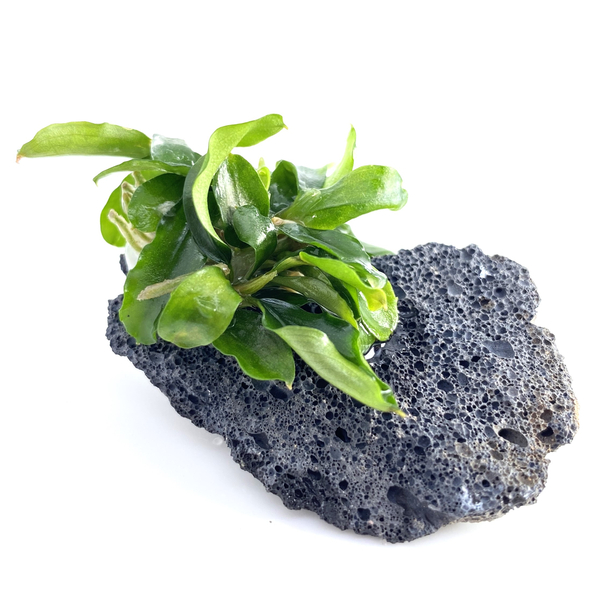 Bucephalandra sp. Wave Leaf im Topf