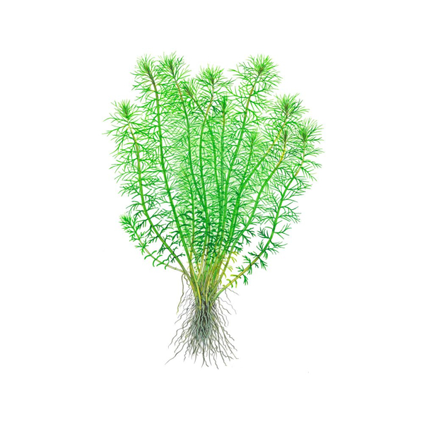 Myriophyllum sp. Guyana - Guyana Tausendblatt