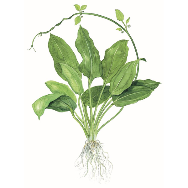 Echinodorus grisebachii Bleherae - Große Amazonas-Schwertpflanze