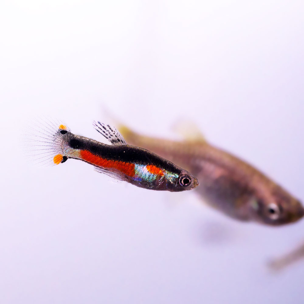 Poecilia Wingei Santa Maria - Endler Guppy