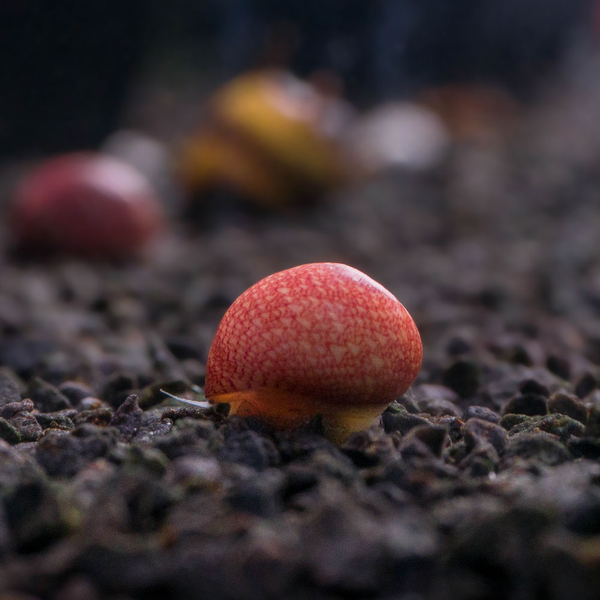 Clithon sp. Pink - Geweihschnecke