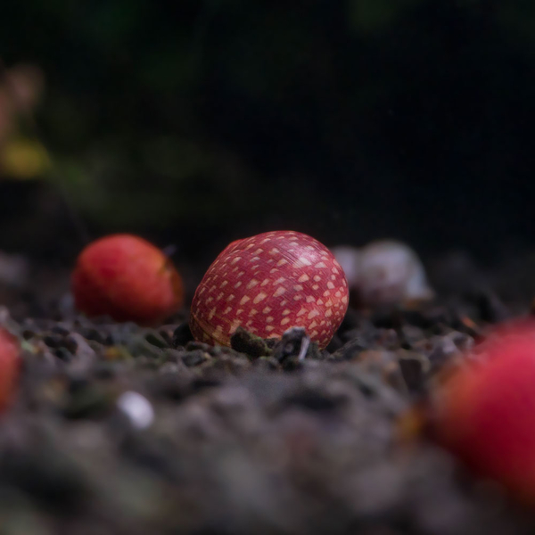 Clithon sp. Pink - Geweihschnecke