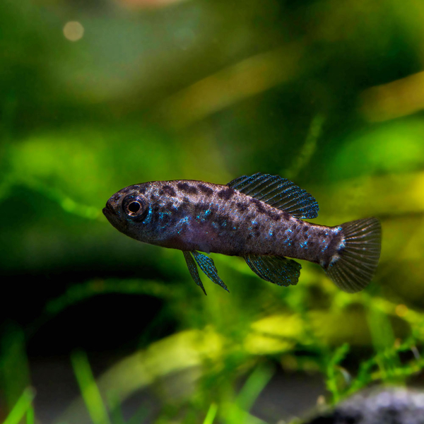 Elassoma evergladei - Zwergschwarzbarsch