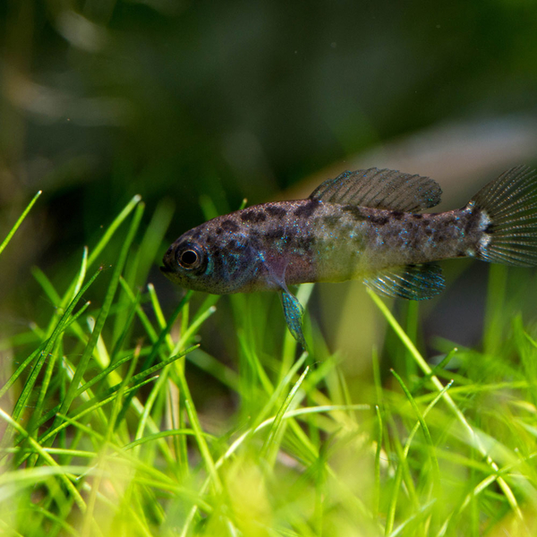 Elassoma evergladei - Zwergschwarzbarsch