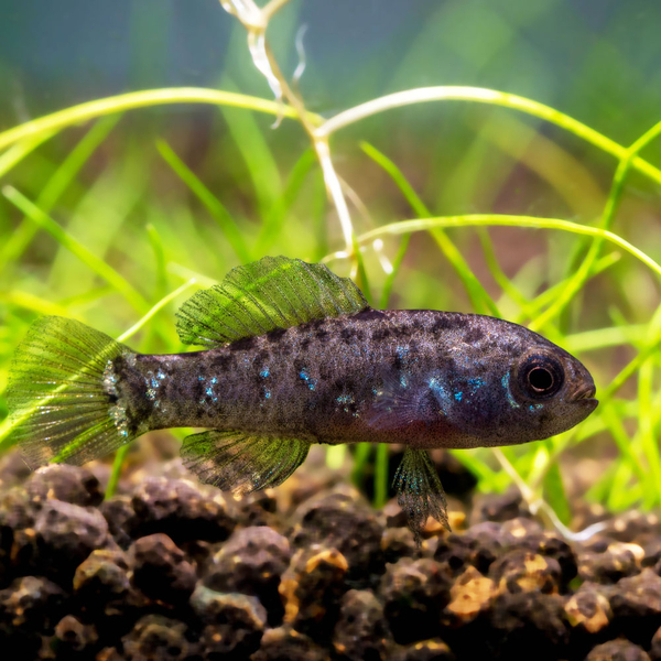 Elassoma evergladei - Zwergschwarzbarsch