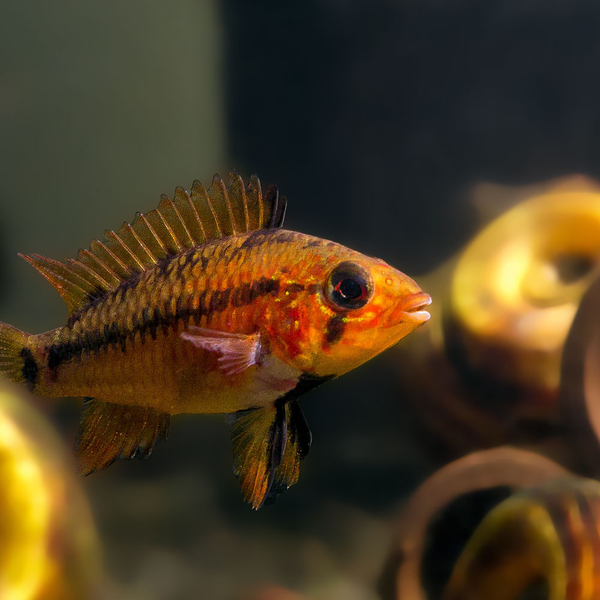 Apistogramma Viejita Red - Schwarzkehl Zwergbuntbarsch