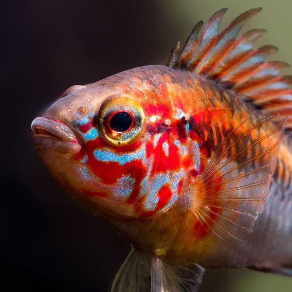 Apistogramma Viejita Red - Schwarzkehl Zwergbuntbarsch