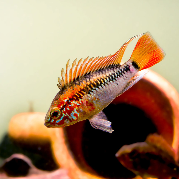 Apistogramma Viejita Red - Schwarzkehl Zwergbuntbarsch