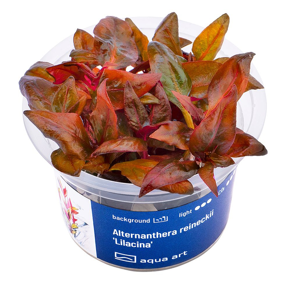 Alternanthera reineckii Lilacina - Lilablttriges Papageienblatt