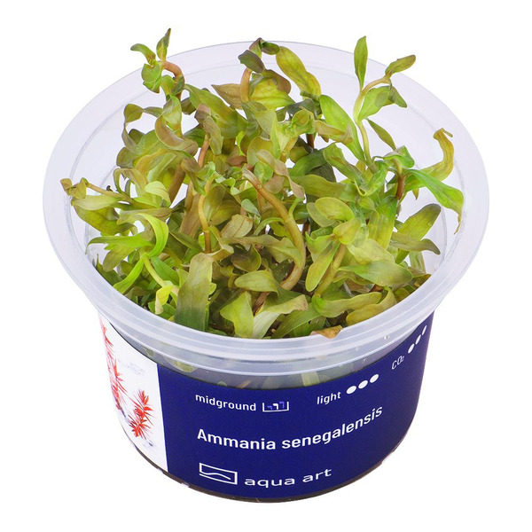 Ammannia senegalensis im Topf
