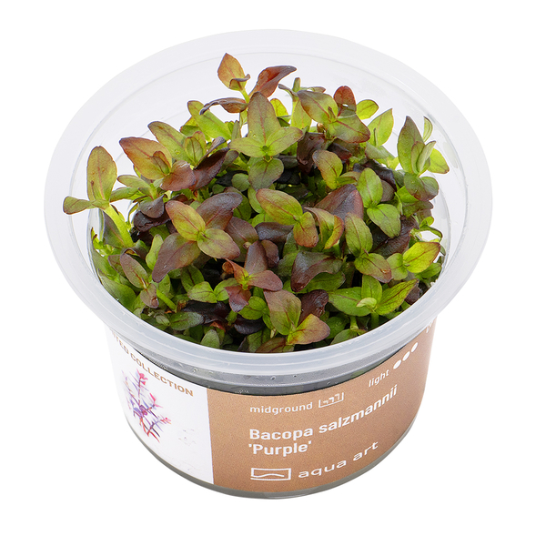 Bacopa salzmannii Purple