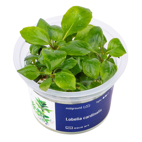 Lobelia Cardinalis - Kardinalslobelie