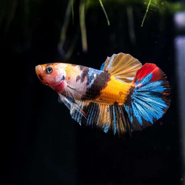 Betta splendens - Kampffisch Plakat mix