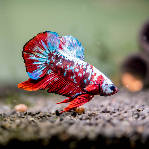 Betta splendens - Kampffisch Plakat mix