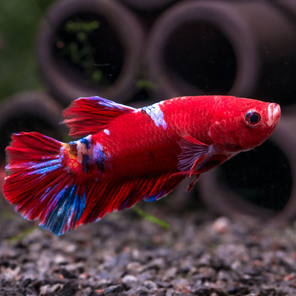 Betta splendens - Kampffisch Plakat mix