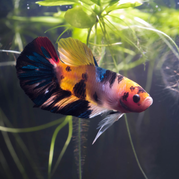 Betta splendens - Kampffisch Plakat mix
