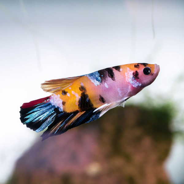 Betta splendens - Kampffisch Plakat mix