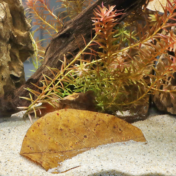 JBL Catappa Seemandelbaumbltter XL