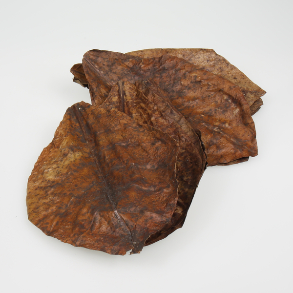 JBL Catappa Seemandelbaumbltter XL