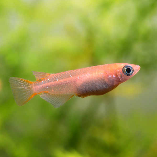 Oryzias latipes Orange - Reisfisch Medaka