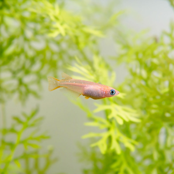 Oryzias latipes Orange - Reisfisch Medaka