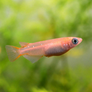 Oryzias latipes Orange - Reisfisch Medaka