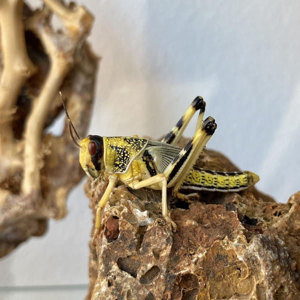 Wstenheuschrecke Adult 50 Stk - Schistocerca gregaria (Futterinsekten) Vorbestellung/Reservierung