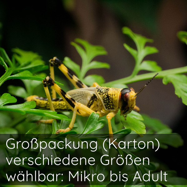 Wstenheuschrecke Adult 50 Stk - Schistocerca gregaria (Futterinsekten) Vorbestellung/Reservierung