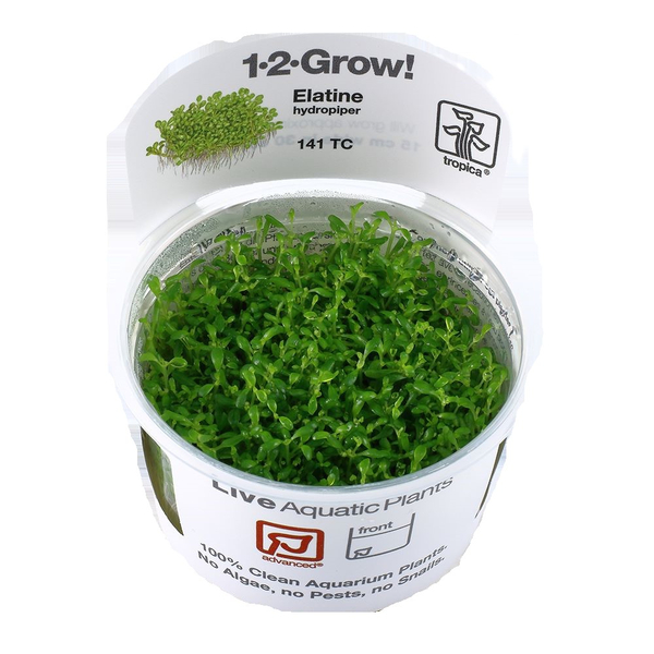 Elatine hydropiper InVitro 1-2-Grow! von Tropica