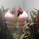 Brotia herculea white - Herkules Turmdeckelschnecke Wei...